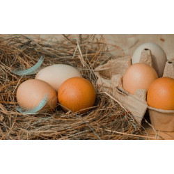 Eggs, Unsorted Free Range - 6 Eggs